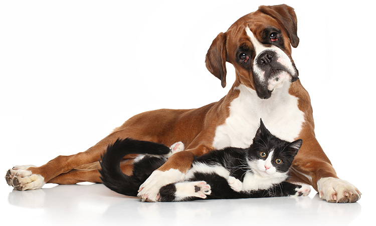 Dog Groomers in Binbrook Ontario