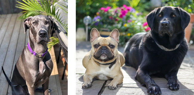 Happy 4 legged clients