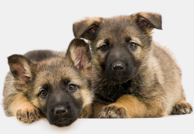 FULL GROOMING PACKAGES