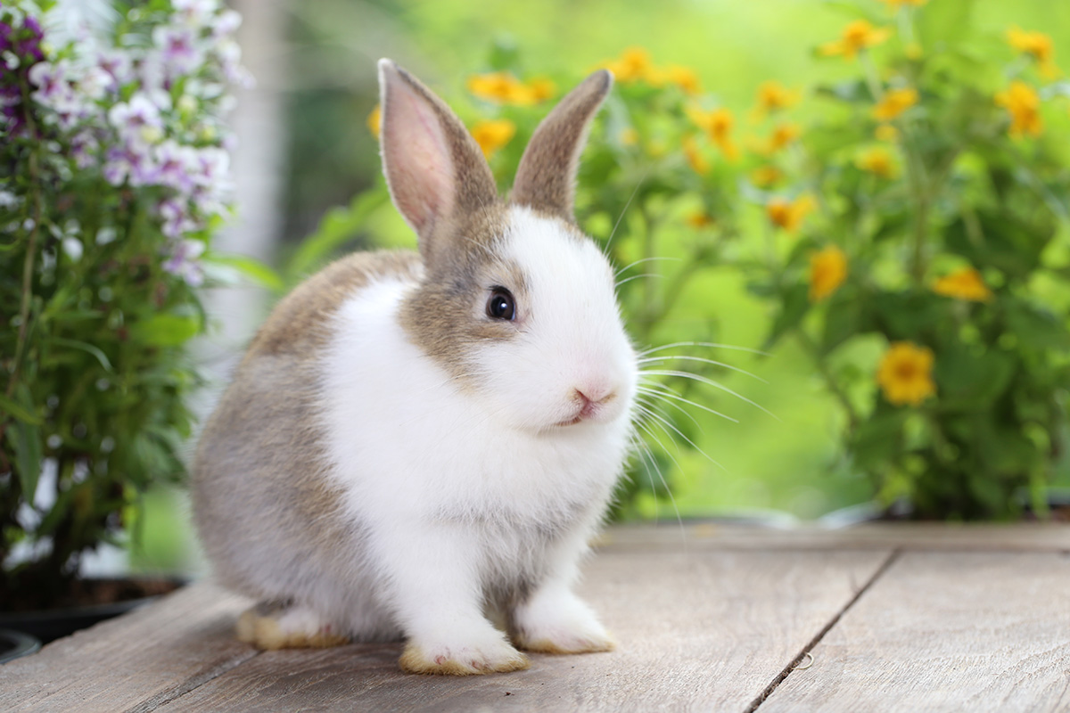 nail trimming rabbits