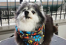 Small Dog Bath & Tidy Package