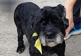 Medium Dog Bath & Tidy Package