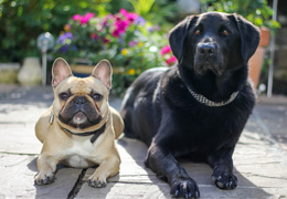 Dog Grooming Package Add-Ons